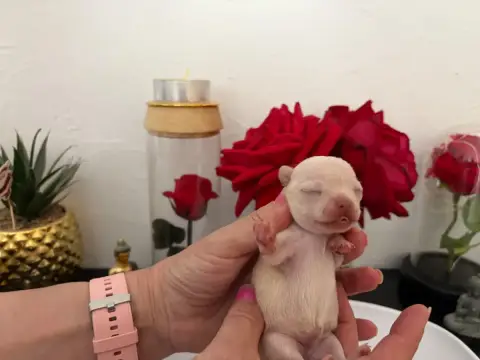 Chihuahua  Chiot N°5B Des Roses De Lolita