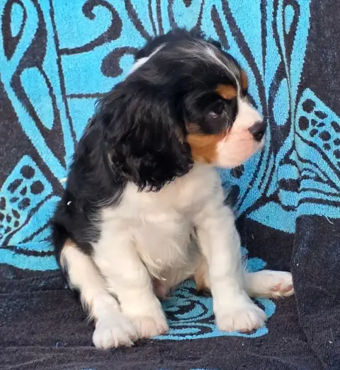 Cavalier King Charles Spaniel  Barney De La Colline A 60a40 photo 2