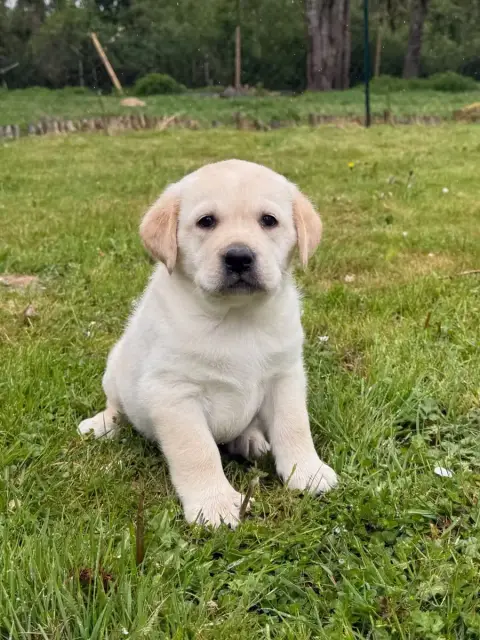 Labrador Retriever  Chiot N°2 Du Moulin De Madjurie 1f75c