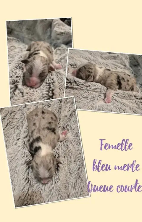Berger Américain Miniature  Bel'Emeraude Du Domaine D 9bb58