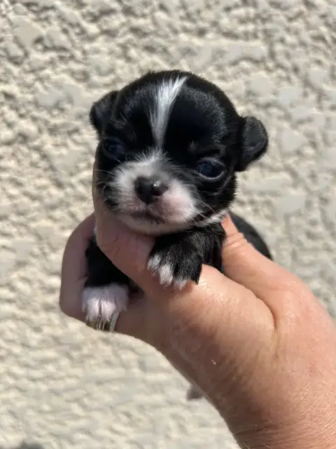 Chihuahua  Bohême Des Petits Trésors D'Angel