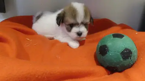Coton De Tulear  Buzz Du Domaine Des Ecorces