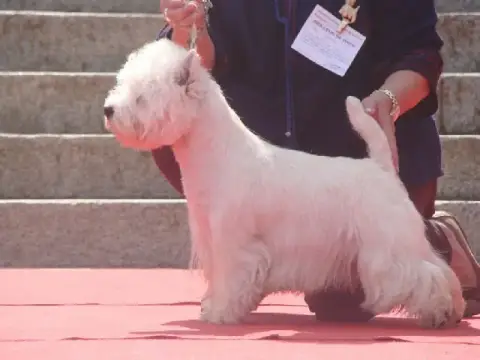 West Highland White Terrier  Balto photo 2