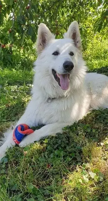 Berger Blanc Suisse  Chiot 1 Legends Of Marwarita photo 2