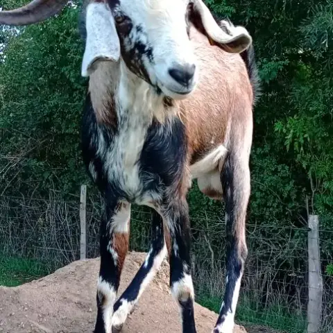 Jeune Bouc Anglo-Nubien