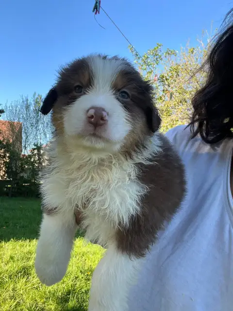 Berger Australien  Chiot N°3 Des Eclats De Quasar photo 3