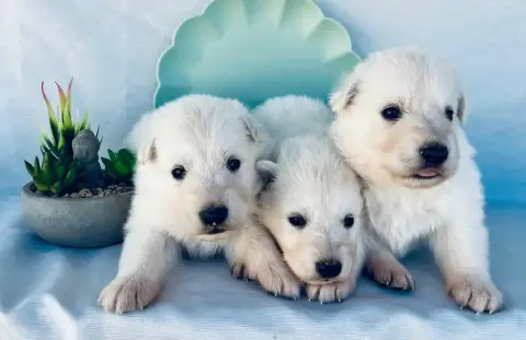 Berger Blanc Suisse