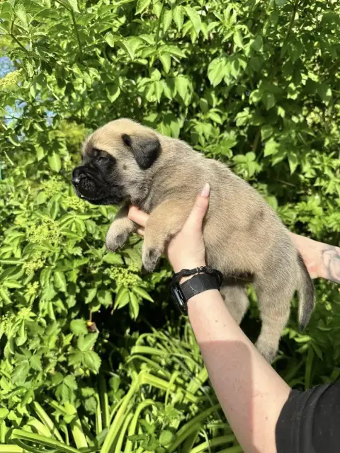 Mastiff  Noir De L'Arche De Jovie