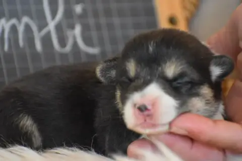 Welsh Corgi Pembroke  Bambi Des Bories De Yakoubia photo 2