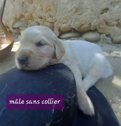 Golden Retriever