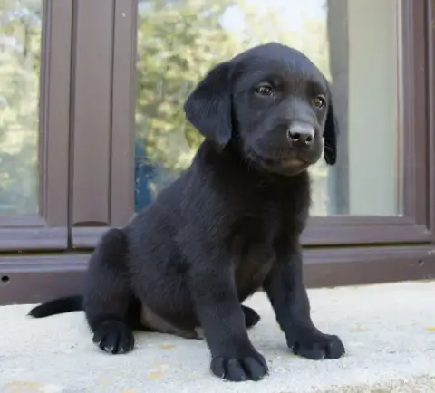 Labrador Retriever  Mn8 Des Assards De Pierregourde b8b5c photo 3
