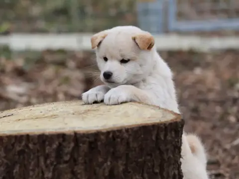 Shiba photo 3
