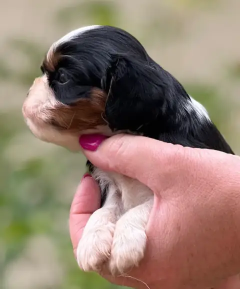 Cavalier King Charles Spaniel photo 2