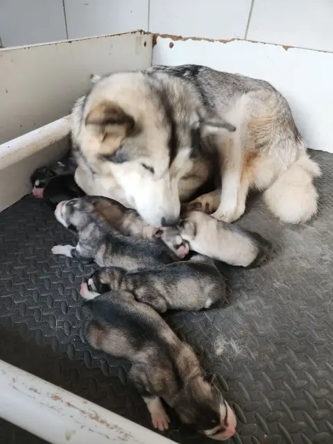 Alaskan Malamute  Chiot N°7 Du Domaine De La Maisonne f5103