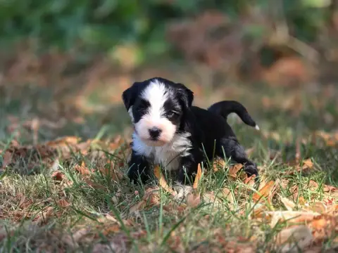 Terrier Tibetain  Chiot N°4 Du Domaine Des Jolies Tac 6a1ba