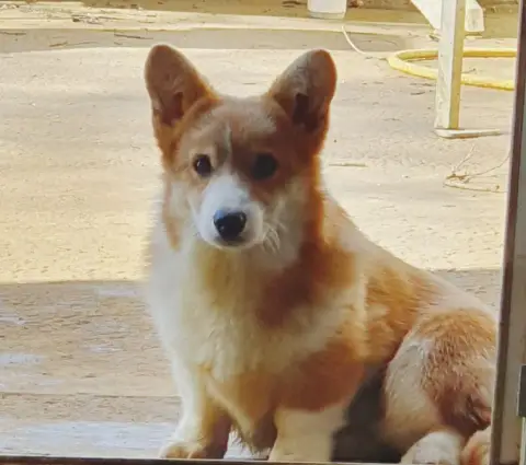 Welsh Corgi Pembroke  B... De Paline photo 3