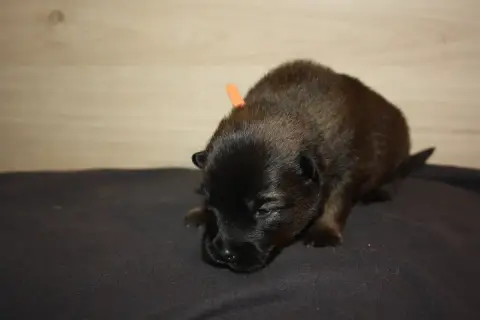 Eurasier  Collier Orange Des Oursons De La Fee photo 2