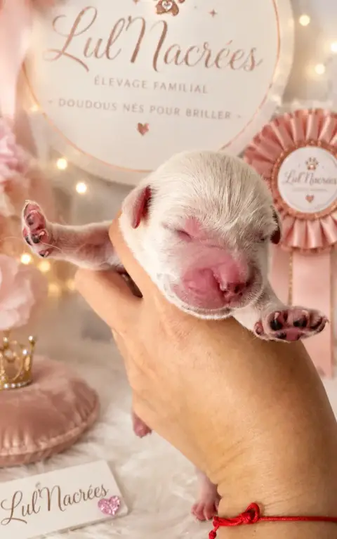 Golden Retriever  Chiot 8 Lul'Nacrees