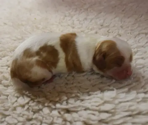 Cavalier King Charles Spaniel