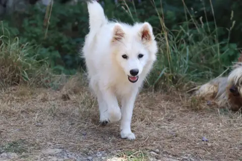 Spitz Japonais 
                        Bouko Der Len e90f7 photo 3