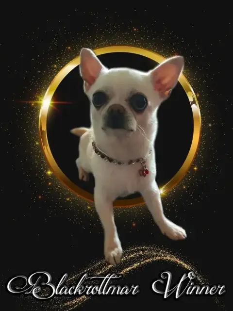 Chihuahua  Black Bart Des Loves Didi photo 3