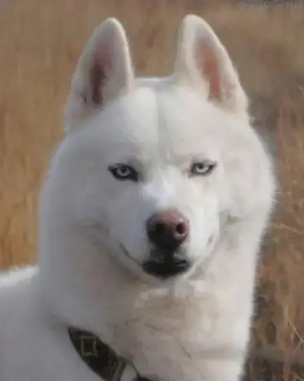 Siberian Husky  Beyka Of Masadora photo 2