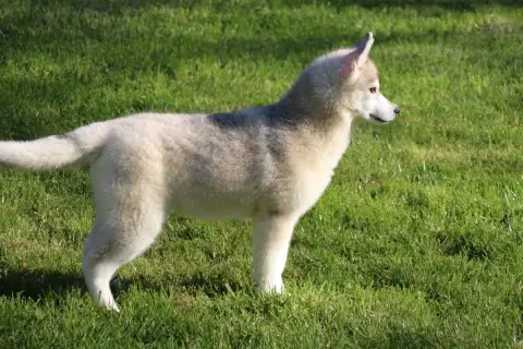Siberian Husky  M1 Des Legendes Du Triskel photo 2
