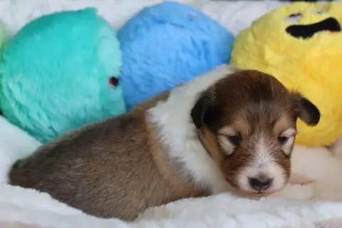Shetland Sheepdog  Chiot N°4 Du Royaume De La Petite  374e2