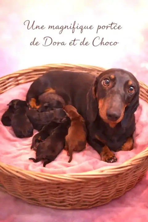 Teckel Poil Ras  Chiot 6 Du Sentier Des Biches
