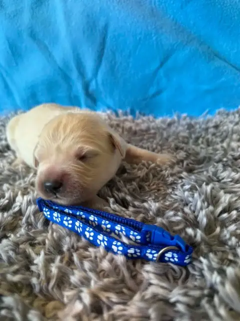 Golden Retriever  Collier Bleu Marine Des Gardiennes  aabe2