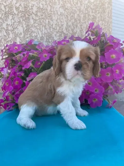 Cavalier King Charles Spaniel  Britney Des Lutins Mal 419ec