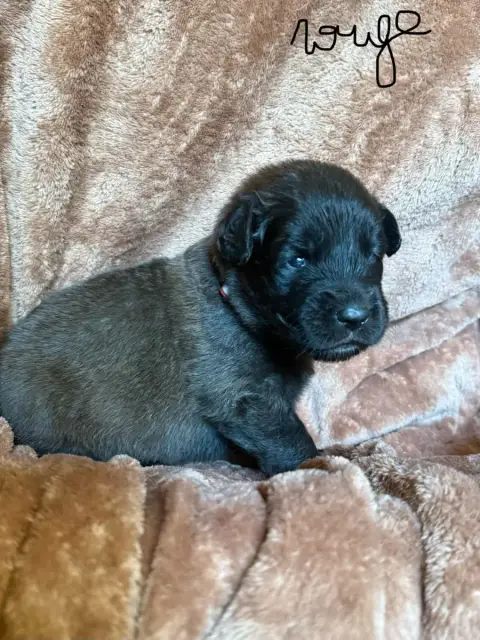 Leonberger  Rose De La Jolie Campagne