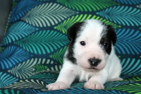Parson Russell Terrier  Chiot 4 Des Very Important Pa f4d66