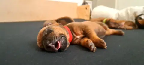 Rhodesian Ridgeback  Bakina Kutamba Familia Nostra