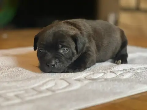 Staffordshire Bull Terrier  Chiot N°5 Du Domaine De P 29dc8