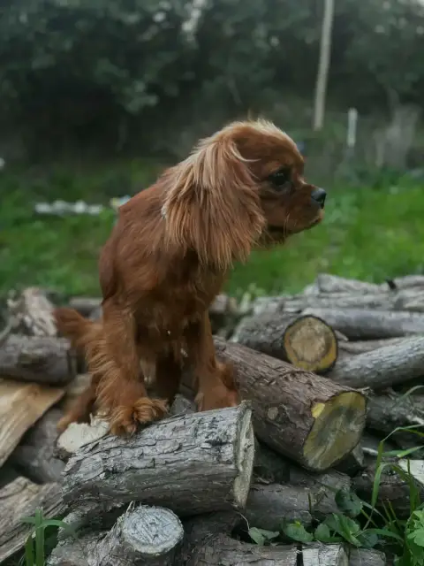 Cavalier King Charles Spaniel  Arlequin Du Mont D'Amo 09b2f photo 2
