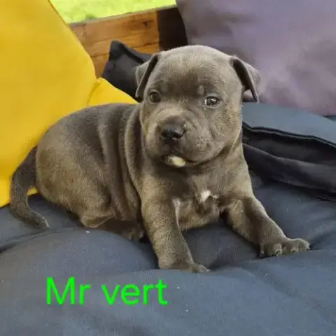 Chiot Staffie Bleu