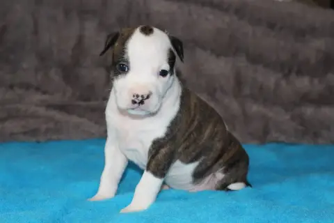American Staffordshire Terrier  Varang - photo 2