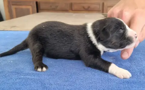 Berger Américain Miniature  Chiot N°1 Des Hirondelles a5590