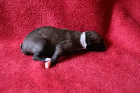 Whippet  Chiot N°5 Dear Sweety photo 3
