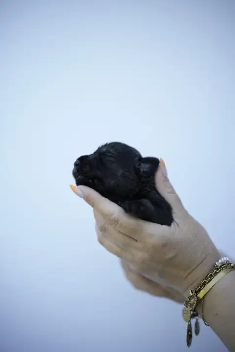 Schnauzer  Chiot 6 Du Domaine De Prescalix