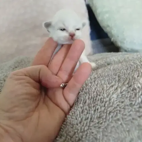 Chaton Sacrée De Birmanie À Réserver