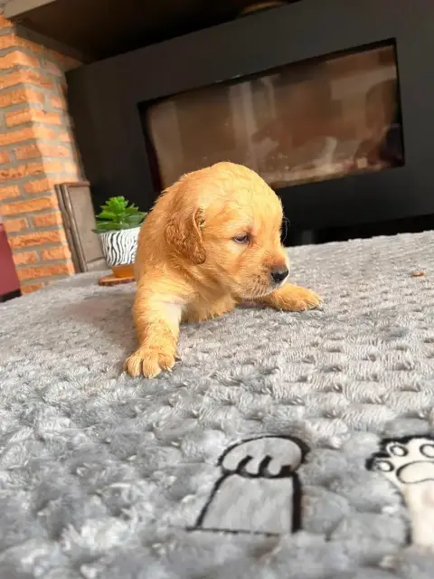 Golden Retriever  Chiot N°5