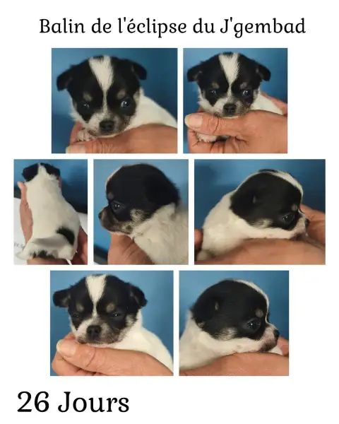 Chihuahua  Balin De L'Eclipse Du J'Gembad