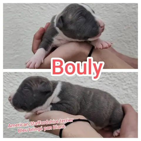 American Staffordshire Terrier  Bouly