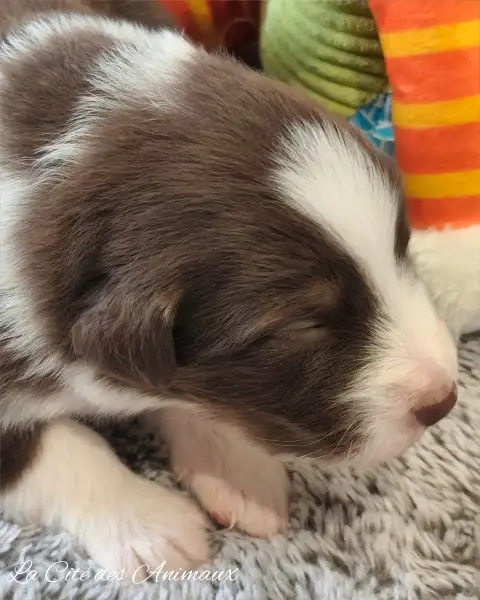 Berger Australien  Chiot 7 De La Cité Des Animaux