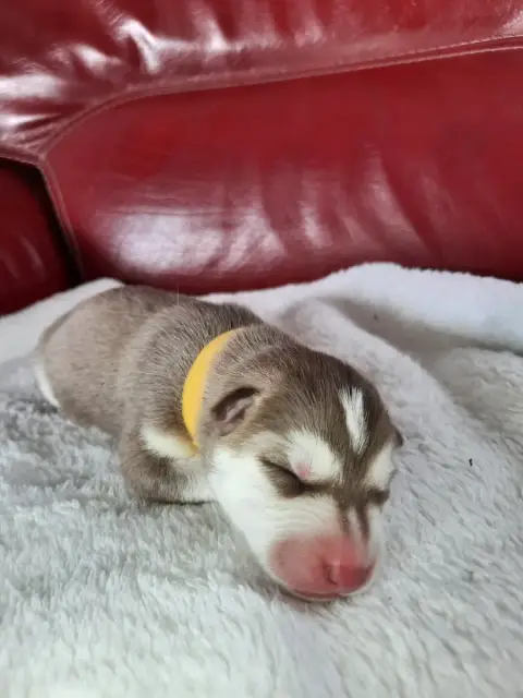Siberian Husky  Bacon De L'Etoile Bleu Polaire