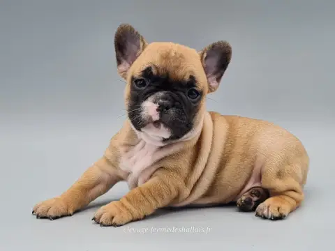 Bouledogue Français  Belladone Du Mont De La Chenaie b8dd1 photo 2