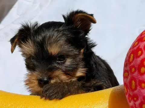 Yorkshire Terrier  Chiot N°1 Du Moulin De Madjurie photo 2