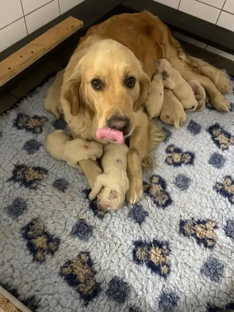 Golden Retriever  Chiot N°3 De La Douce Source